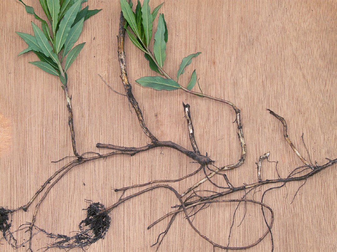 1280px-Chamerion_angustifolium_rhizomes%2C_wilgenroosje_wortelstokken.jpg