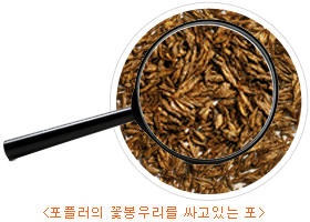 프로폴리스