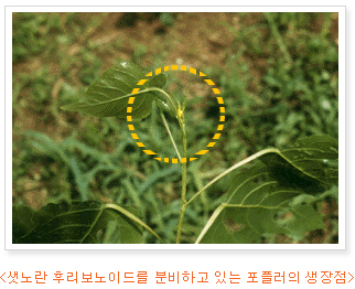 프로폴리스