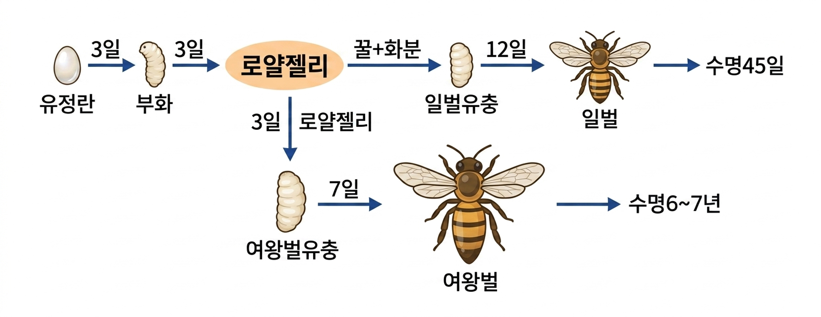 로얄젤리